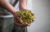 Green hop beer at Fonthill Brewery in Kent