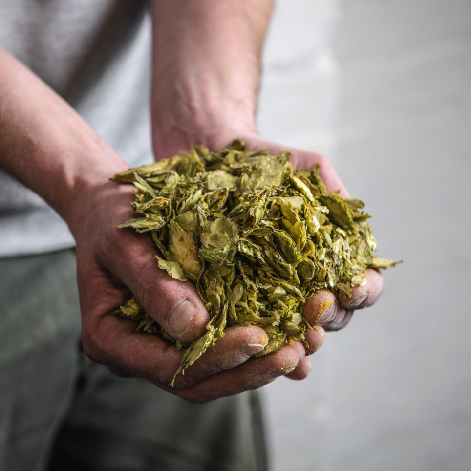Green hop beer at Fonthill Brewery in Kent